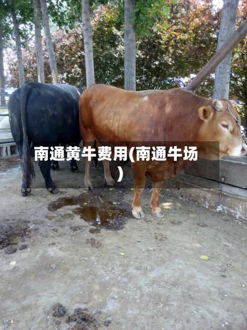南通黄牛费用(南通牛场)-第2张图片