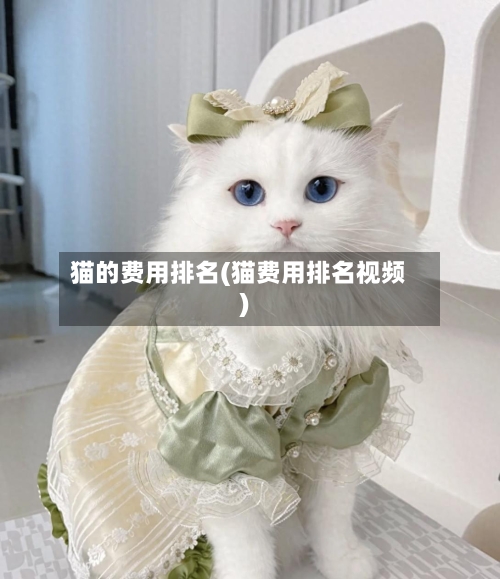 猫的费用排名(猫费用排名视频)