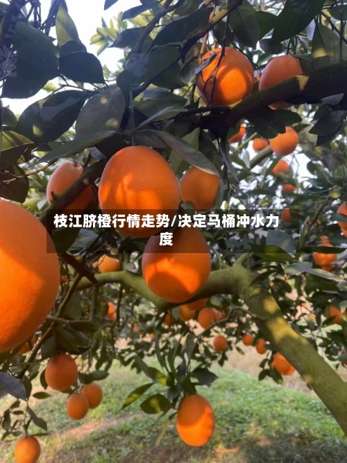 枝江脐橙行情走势/决定马桶冲水力度