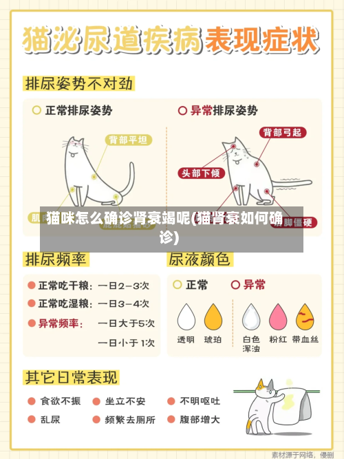 猫咪怎么确诊肾衰竭呢(猫肾衰如何确诊)-第3张图片