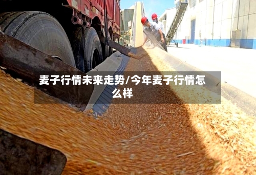 麦子行情未来走势/今年麦子行情怎么样