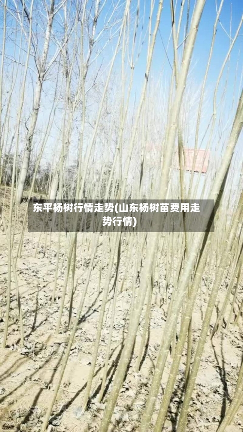 东平杨树行情走势(山东杨树苗费用走势行情)