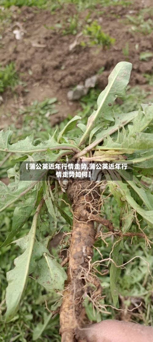 【蒲公英近年行情走势,蒲公英近年行情走势如何】