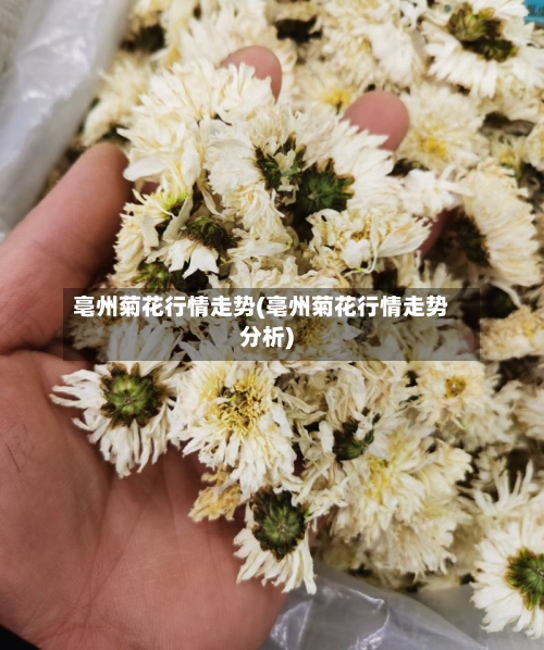 亳州菊花行情走势(亳州菊花行情走势分析)