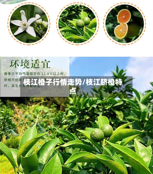 枝江橙子行情走势/枝江脐橙特点
