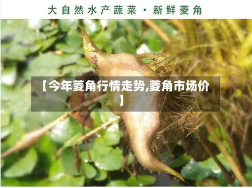 【今年菱角行情走势,菱角市场价】