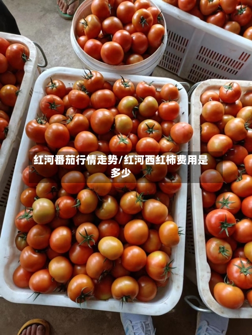 红河番茄行情走势/红河西红柿费用是多少